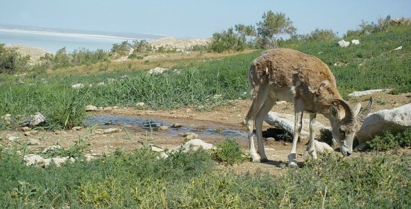 Устюртский заповедник планируют внести в список ЮНЕСКО