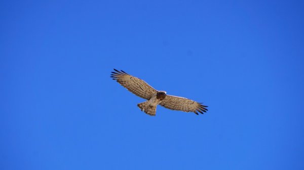 Устюртский заповедник планируют внести в список ЮНЕСКО
