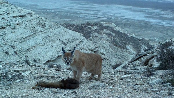Устюртский заповедник планируют внести в список ЮНЕСКО