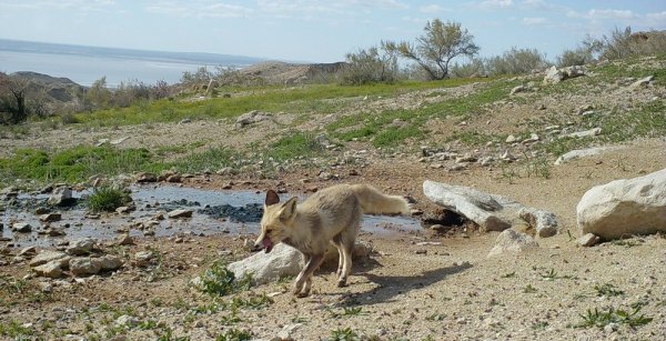 Устюртский заповедник планируют внести в список ЮНЕСКО