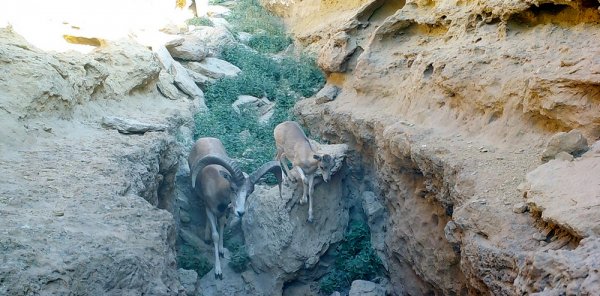 Устюртский заповедник планируют внести в список ЮНЕСКО
