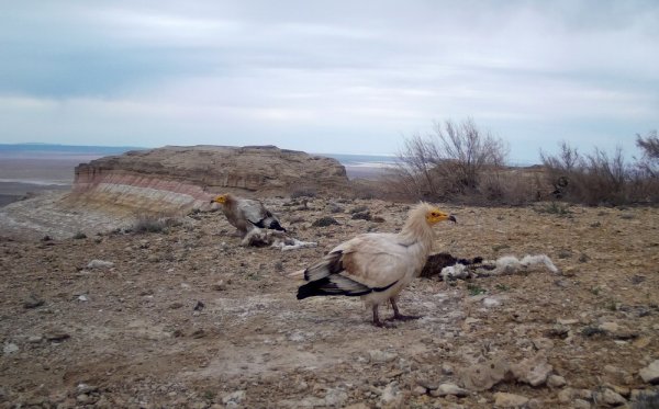 Устюртский заповедник планируют внести в список ЮНЕСКО