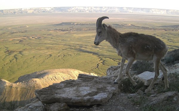 Устюртский заповедник планируют внести в список ЮНЕСКО