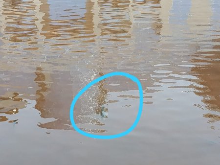 Красная вода в осетровой лагуне напугала жителей Актау