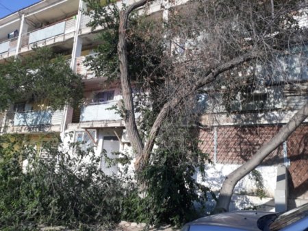 Спилены живые деревья, сухие на месте