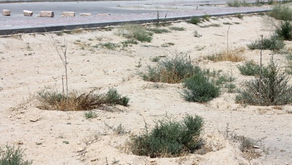 В степи живем: Как выглядит аллея в честь 25-летия «Казпочты» в Актау