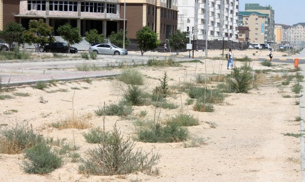 В степи живем: Как выглядит аллея в честь 25-летия «Казпочты» в Актау