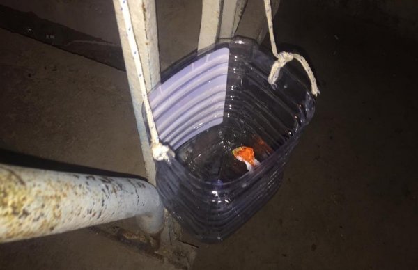 Житель Актау запустил челлендж #чистыйдвор