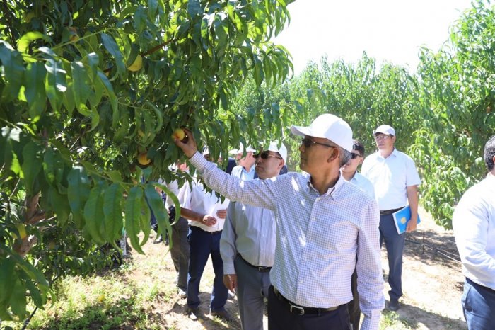 В Мангистау  из зарубежья завезут пять тысяч коров породы Ангус