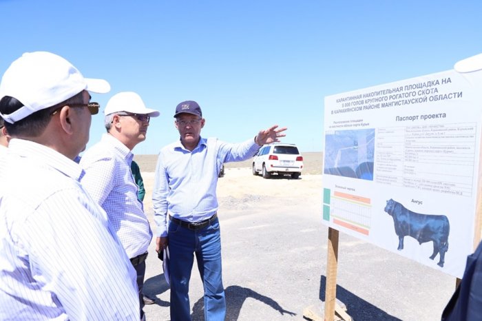 В Мангистау  из зарубежья завезут пять тысяч коров породы Ангус