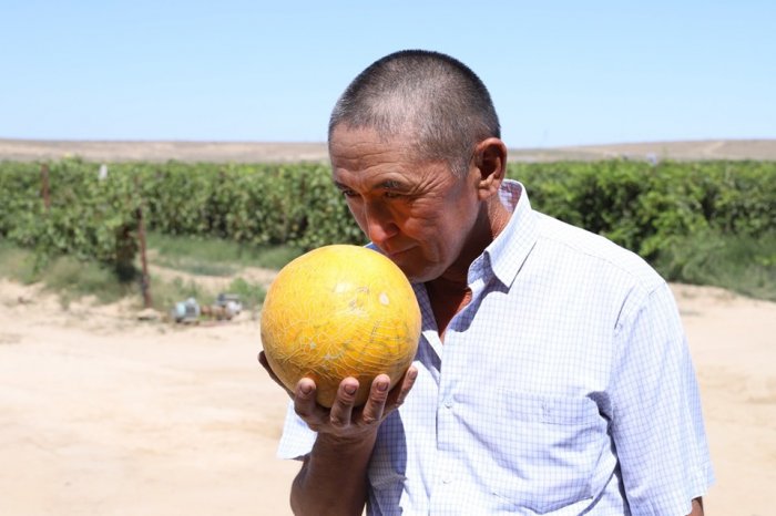 В Мангистау  из зарубежья завезут пять тысяч коров породы Ангус