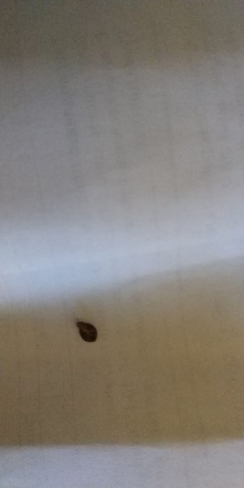 Родители семиклассников школы №6 Актау обнаружили клопов в учебниках