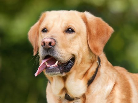 О пользе собак в борьбе с сердечными заболеваниями, рассказали ученые 