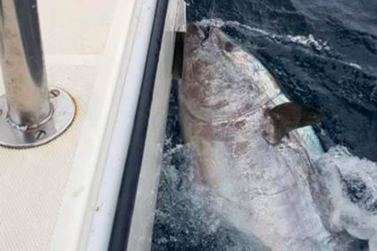 Рыбак поймал редчайшего 272-килограммового тунца