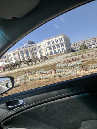 Лошадь Ассамблейского