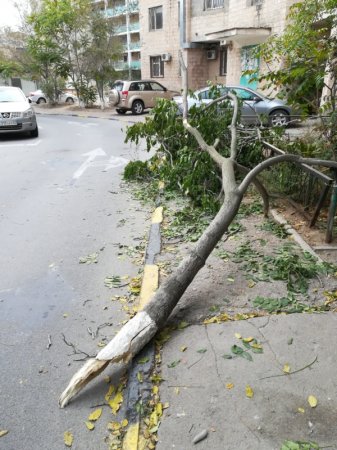 Зачем нам деревья, если они мешают свободно  проехать большой машине, мы лучше его сломаем.
