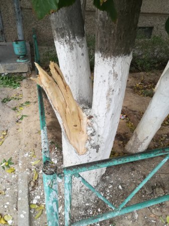 Зачем нам деревья, если они мешают свободно  проехать большой машине, мы лучше его сломаем.