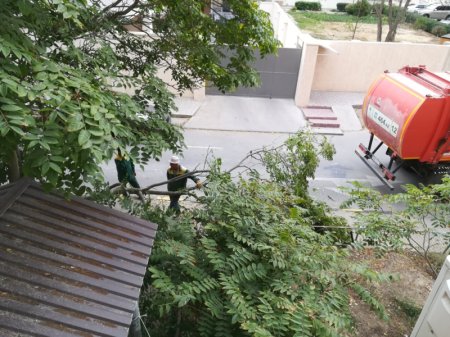 Зачем нам деревья, если они мешают свободно  проехать большой машине, мы лучше его сломаем.