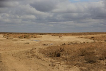 Житель Актау запечатлел на фото архара 