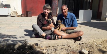 Иностранные туристы просят мангистаусцев помочь бездомным щенятам