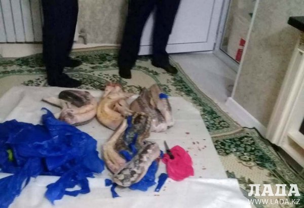 Полицейские раскрыли два факта незаконного хранения краснокнижной рыбы в Актау