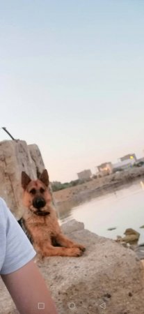 Пропала собака