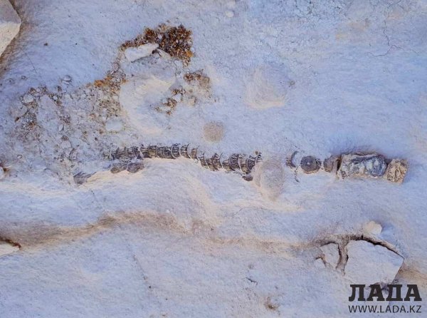 Актауский палеонтолог-любитель нашёл скелет древней акулы