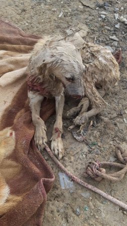 Резали ножом и издевались: Волонтеры Актау просят помощи для бездомной собаки