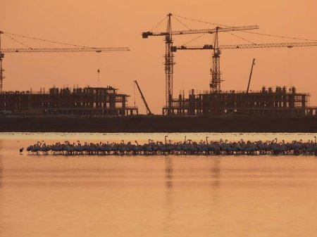 Фламинго прилетели в Актау