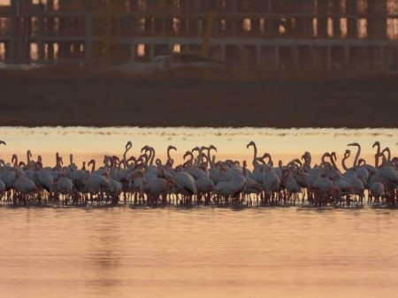 Фламинго прилетели в Актау