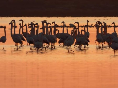 Фламинго прилетели в Актау