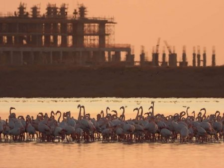 Фламинго прилетели в Актау