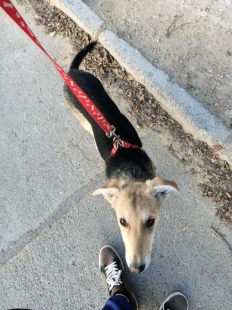 Отдам в хорошие руки!