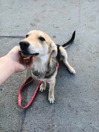 Отдам в хорошие руки!