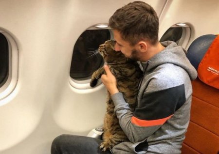 Красноярцы показали своих толстых котов в поддержку хозяина кота Виктора, которого не пустили в самолет