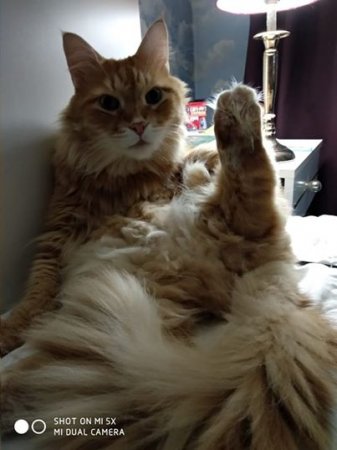 Красноярцы показали своих толстых котов в поддержку хозяина кота Виктора, которого не пустили в самолет