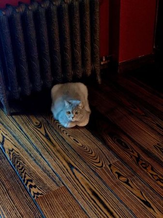 Красноярцы показали своих толстых котов в поддержку хозяина кота Виктора, которого не пустили в самолет