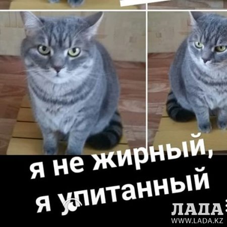 Красноярцы показали своих толстых котов в поддержку хозяина кота Виктора, которого не пустили в самолет