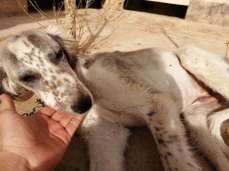 Найдена охотничья собака тазы ВИДЕО