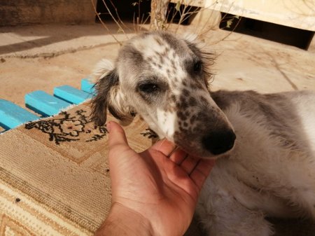 Найдена охотничья собака тазы ВИДЕО