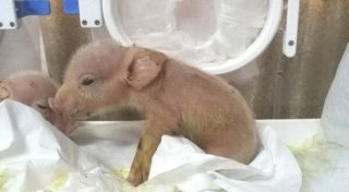 Первые в мире свиньи с клетками обезьян родились в Китае