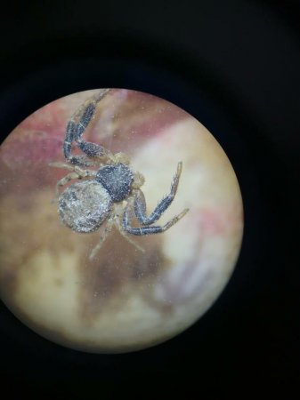 Что за насекомое?