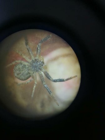 Что за насекомое?