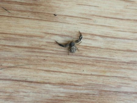 Что за насекомое?