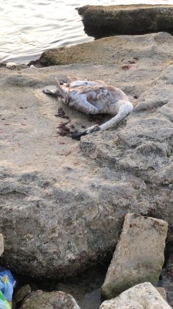 Лежит уже несколько дней