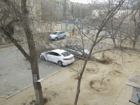 Дерево упало на машину