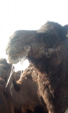 У верблюда в Мангистау обнаружили неизвестное заболевание