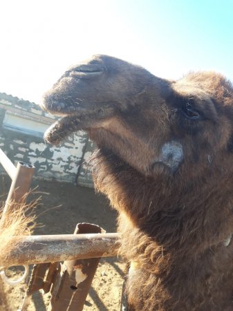 У верблюда в Мангистау обнаружили неизвестное заболевание