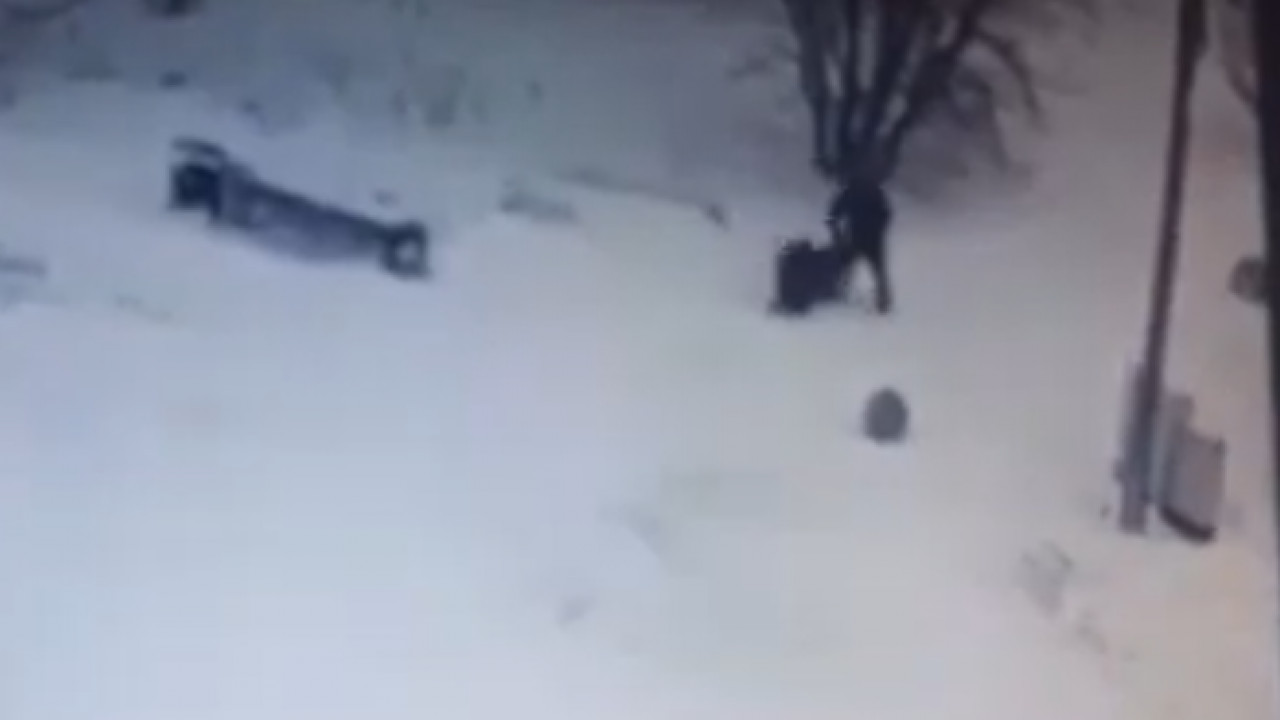 Лара логан видео нападение