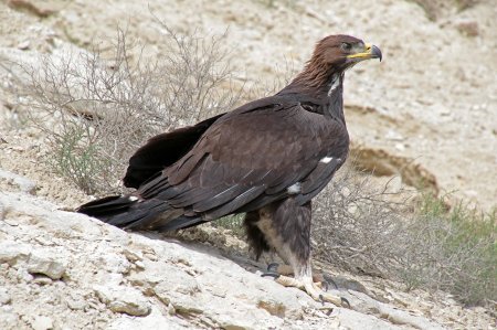 Территорию Устюртского заповедника в Мангистау планируют расширить